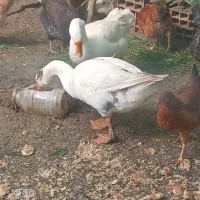 یک جف غوغازجفت جوان