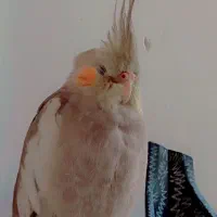 عروس هلندی گمشده|حیوانات|مشهد, شهرک رازی (شهرک غرب)|دیوار