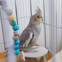 عروس هلندی|پرنده|اصفهان, کوی امیریه|دیوار