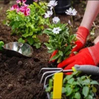 خدمات باغبانی باغچه کاری تعویضی خاک گلدون کاشت گل|خدمات باغبانی و درختکاری|تهران, اکباتان|دیوار
