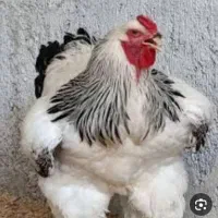 مرغ و خروس لاری و برهما