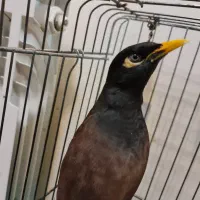 پرنده مینا سخنگو