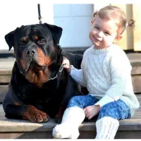 سگ رتوایلر اصل آلمانی شجره نامه دار