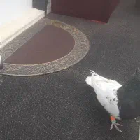 رنگی کل سفید|پرنده|قم, هنرستان|دیوار