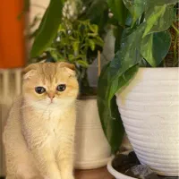 اسکاتیش گلد دبل فولد|گربه|تهران, شیخ هادی|دیوار