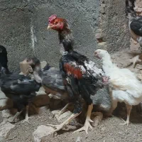 جوجه لاری،برهما،سلطان،لهستانی