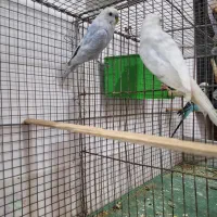 مرغ عشق خوش رنگ و خوش ذات و خوش قیمت|پرنده|فسا, |دیوار