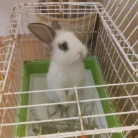 خرگوش لوپ آلمانی