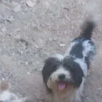 سگ نژاد دار خانگی