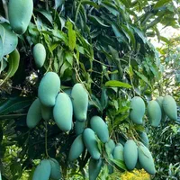 دراگون زیتون پسته بادام سیب اواکادو|خدمات باغبانی و درختکاری|بوشهر, |دیوار