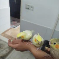 عروس هلندی|پرنده|کمیجان, |دیوار