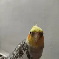 جفت عروس هلندی|پرنده|پاکدشت, حصار امیر|دیوار