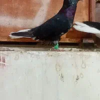 نر کوهی سیاه عتیقه نوک سفید|پرنده|اهواز, آریاشهر|دیوار