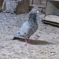 کفتر