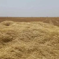 کاه گندم آبی