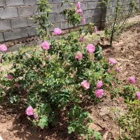 فروش خانه ویلایی ۶۰متری ۱ خوابه در روستای گوداسیاب|فروش خانه و ویلا|سبزوار, قصبه غربی|دیوار