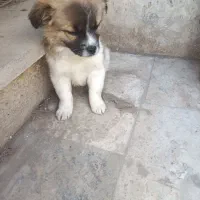 واگزاری زمبه|سگ|قم, انسجام|دیوار