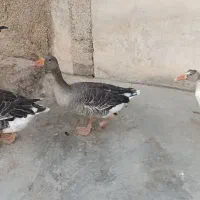 مرغ خروس وغازمحلی سالم