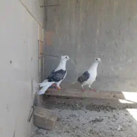 پشتی گراف