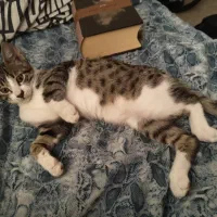 واگذاری رایگان تام