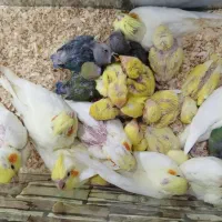 عروس.برزیلی.مرغ عشق.فنچ.قناری