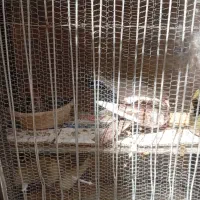کفتر|پرنده|قم, چهار مردان|دیوار