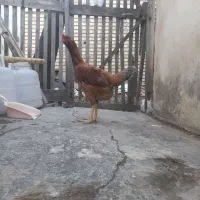 مرغ وخروس