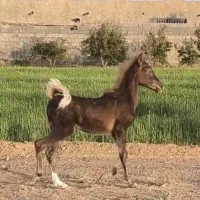 کره نریان کرد خالص