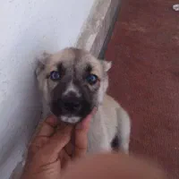 سلام توله  ۴عدد سه تا چشم آبی آخری مشکی|سگ|مشهد, عسگریه|دیوار