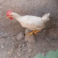 خروس|حیوانات مزرعه|یزد, |دیوار