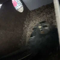 عروس هلندی با تخم و جوجه|پرنده|مشهد, کشف|دیوار