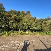 زمین واقع در دروپی|فروش زمین و ملک کلنگی|پایین هولار, |دیوار