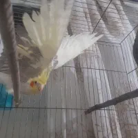 عروس هلندی مولد(تخم گذار)