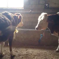 گاو سیمینتال ابستن|حیوانات مزرعه|نقده, |دیوار