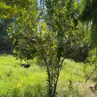 باغچه برقدار