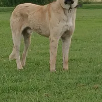 سگ عراقی گمشده