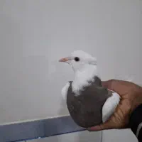 گرینجیک. طوطی کتوله. کبوتر|پرنده|زرند, |دیوار