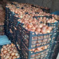 پیاز|خوردنی و آشامیدنی|فاروج, |دیوار