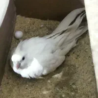 عروس هلندی آلبینو