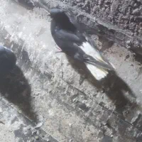 ۱۵ عدد کبوتر رنگی