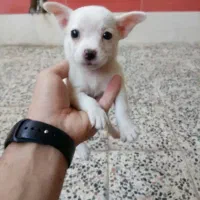 سگ نرشیواوا نردمادمالینیوز|سگ|دزفول, |دیوار