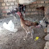 مرغ لاری اصیل