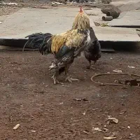 خروس|حیوانات مزرعه|اصفهان, پینارت|دیوار