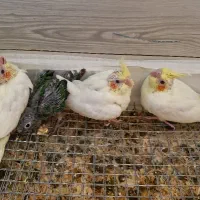 گرینچیک و عروس هلندی