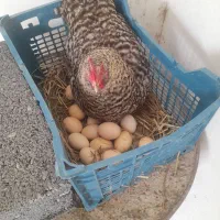 تخم مرغ امروک پیلموت