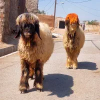 دو راس میش اصل بختیاری|حیوانات مزرعه|شوشتر, |دیوار