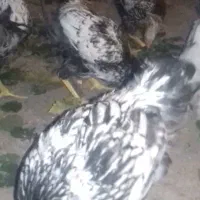 ویاندوت 9ماهه