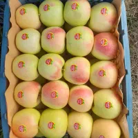 نیازمند کارگر سیب