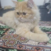 گربه پرشین