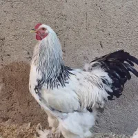 خروس برهما لایت و بلو لایت|حیوانات مزرعه|تهران, مولوی|دیوار